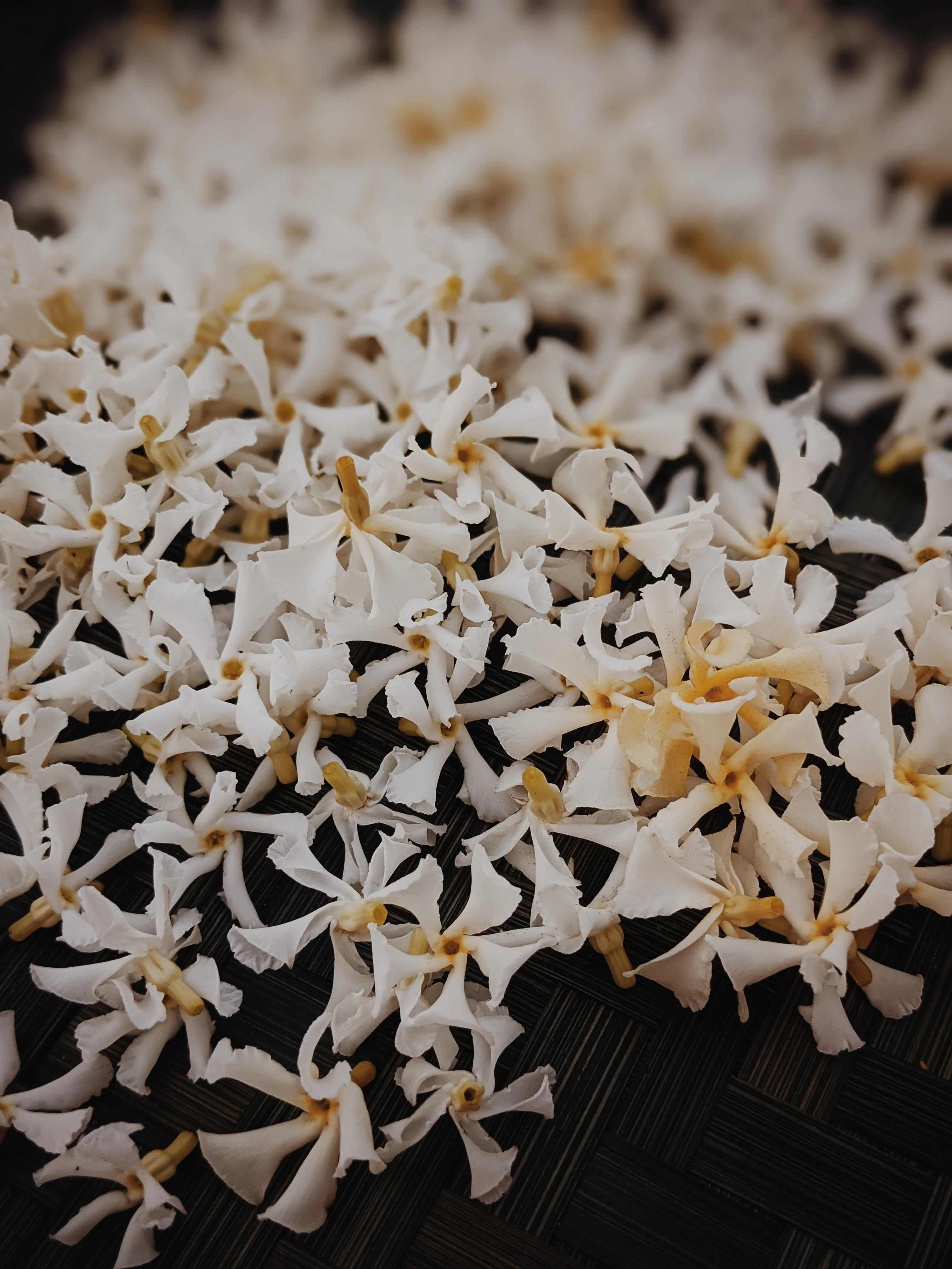Star Jasmine Enfleurage. - Image 14