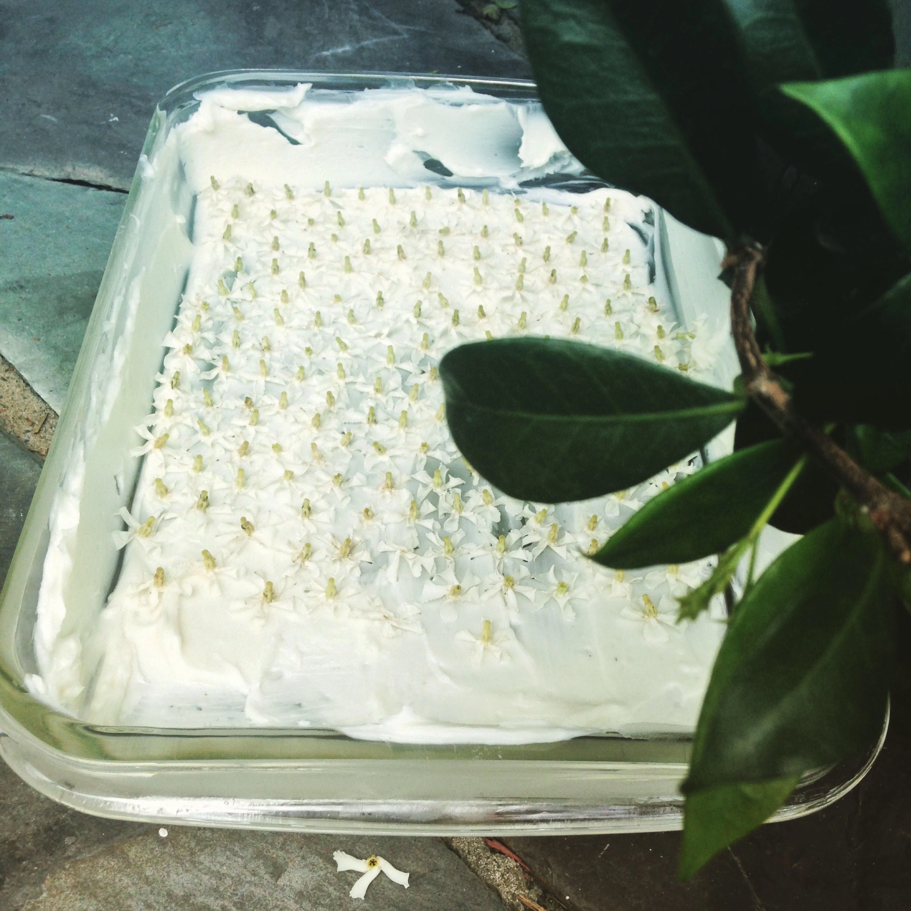 Liana (September 2017). Aged Star Jasmine Enfleurage Extrait. Organic Trachelospermum jasminoides perfume. Biodynamic - Image 26