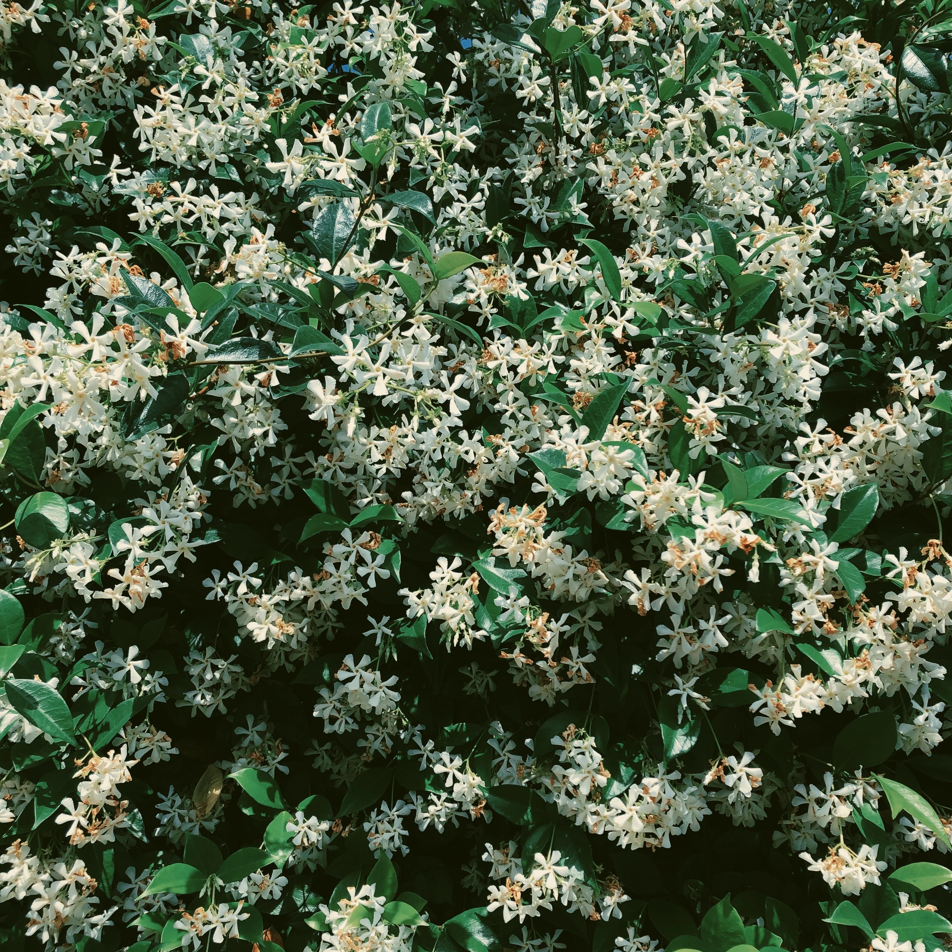 Liana (September 2017). Aged Star Jasmine Enfleurage Extrait. Organic Trachelospermum jasminoides perfume. Biodynamic - Image 29
