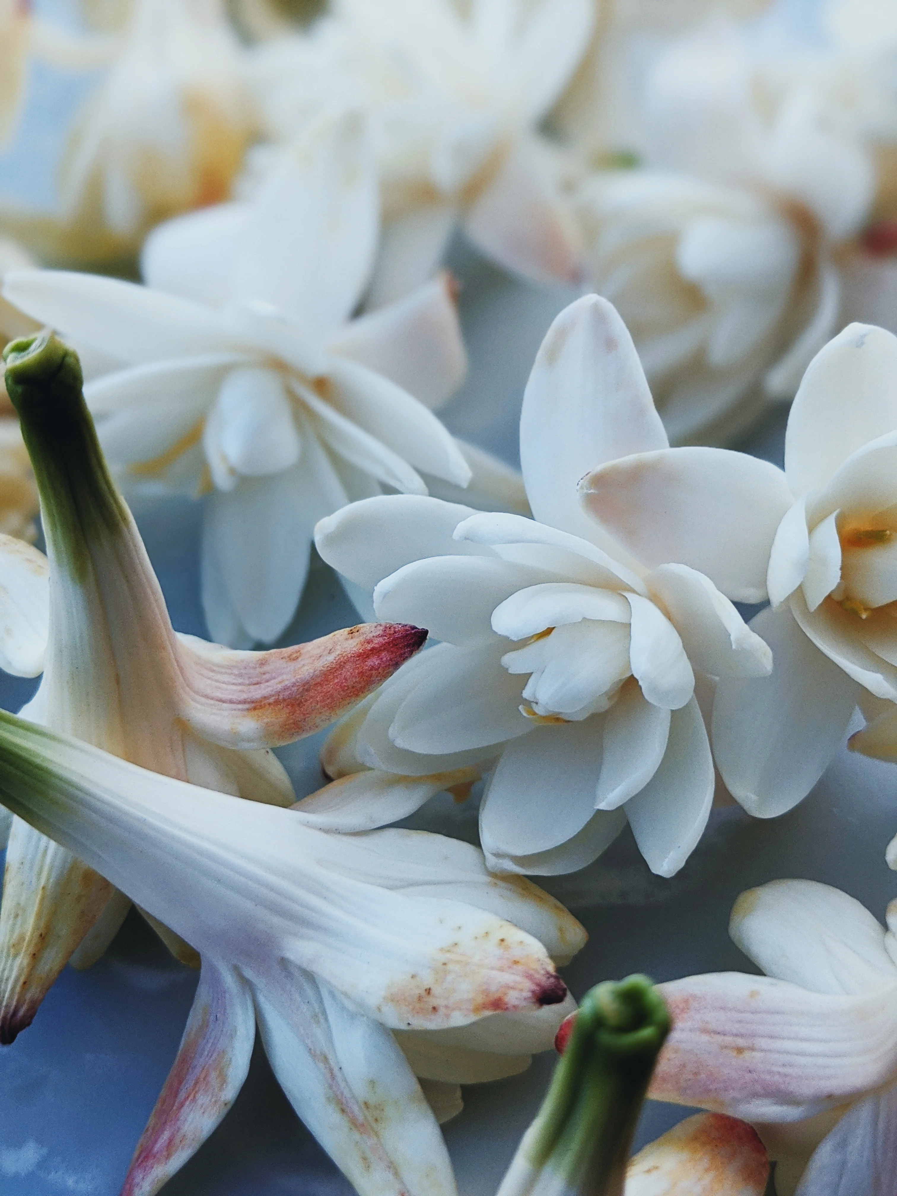 Tuberose Enfleurage. - Image 10