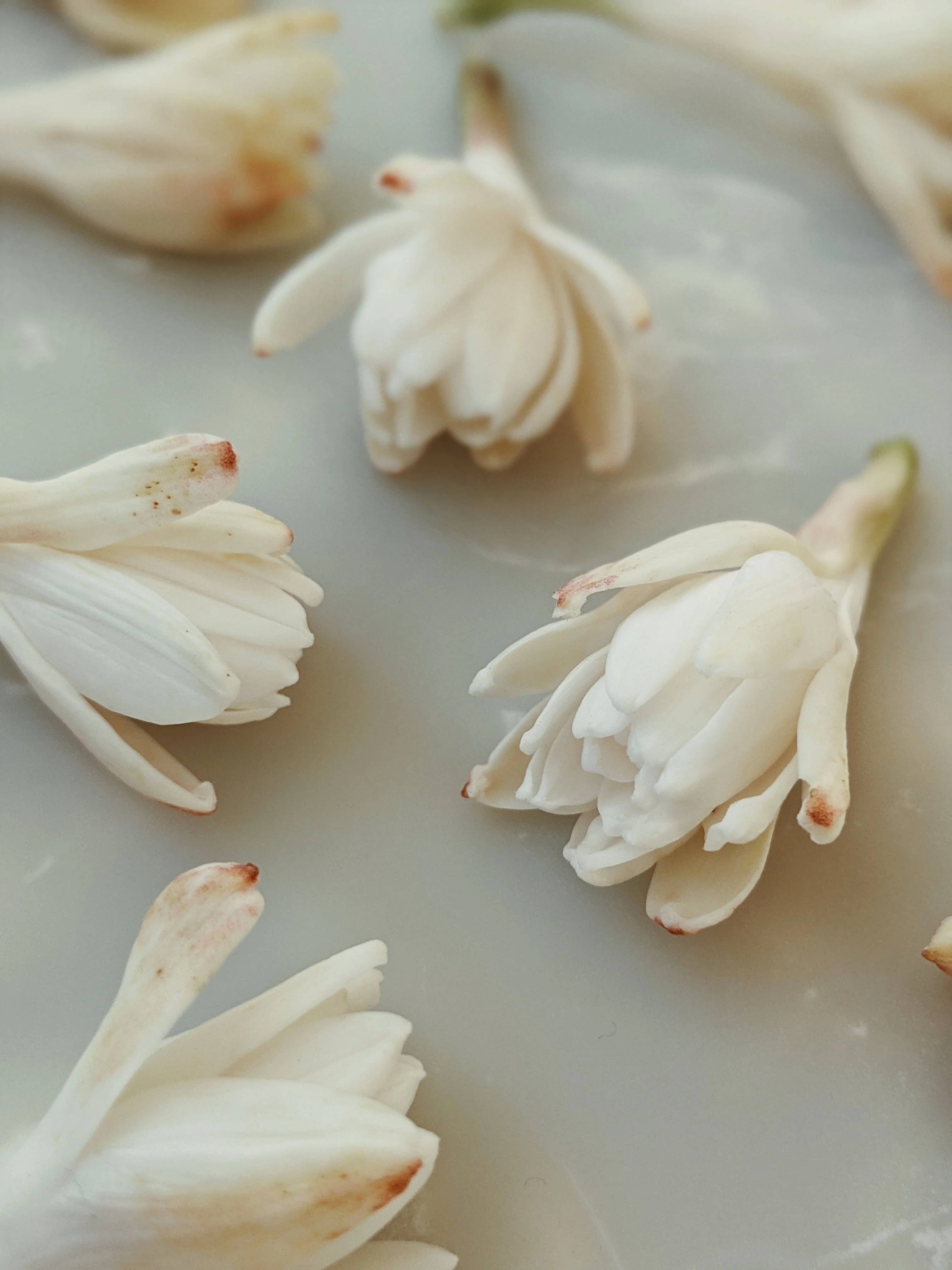 Tuberose Enfleurage. - Image 12