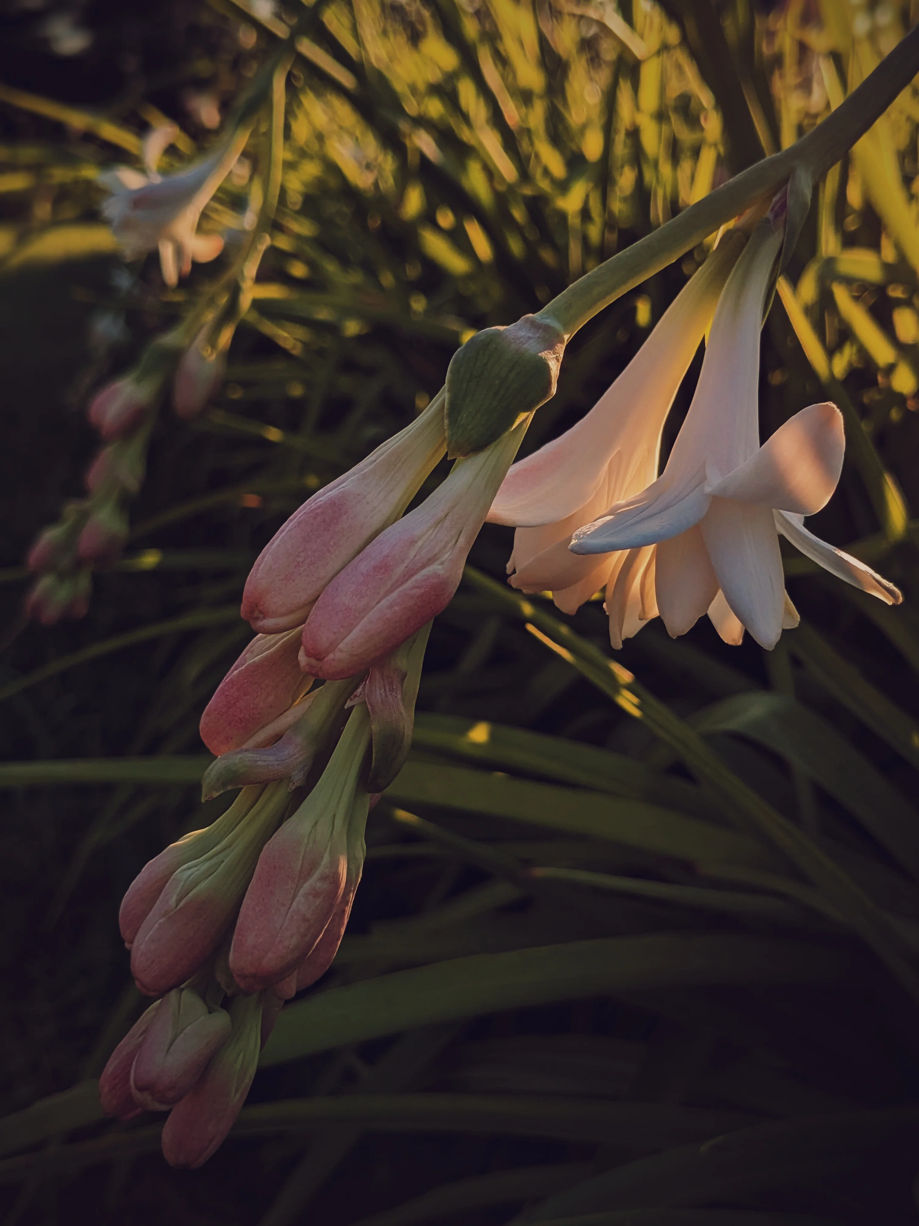 Tuberose Enfleurage. - Image 14