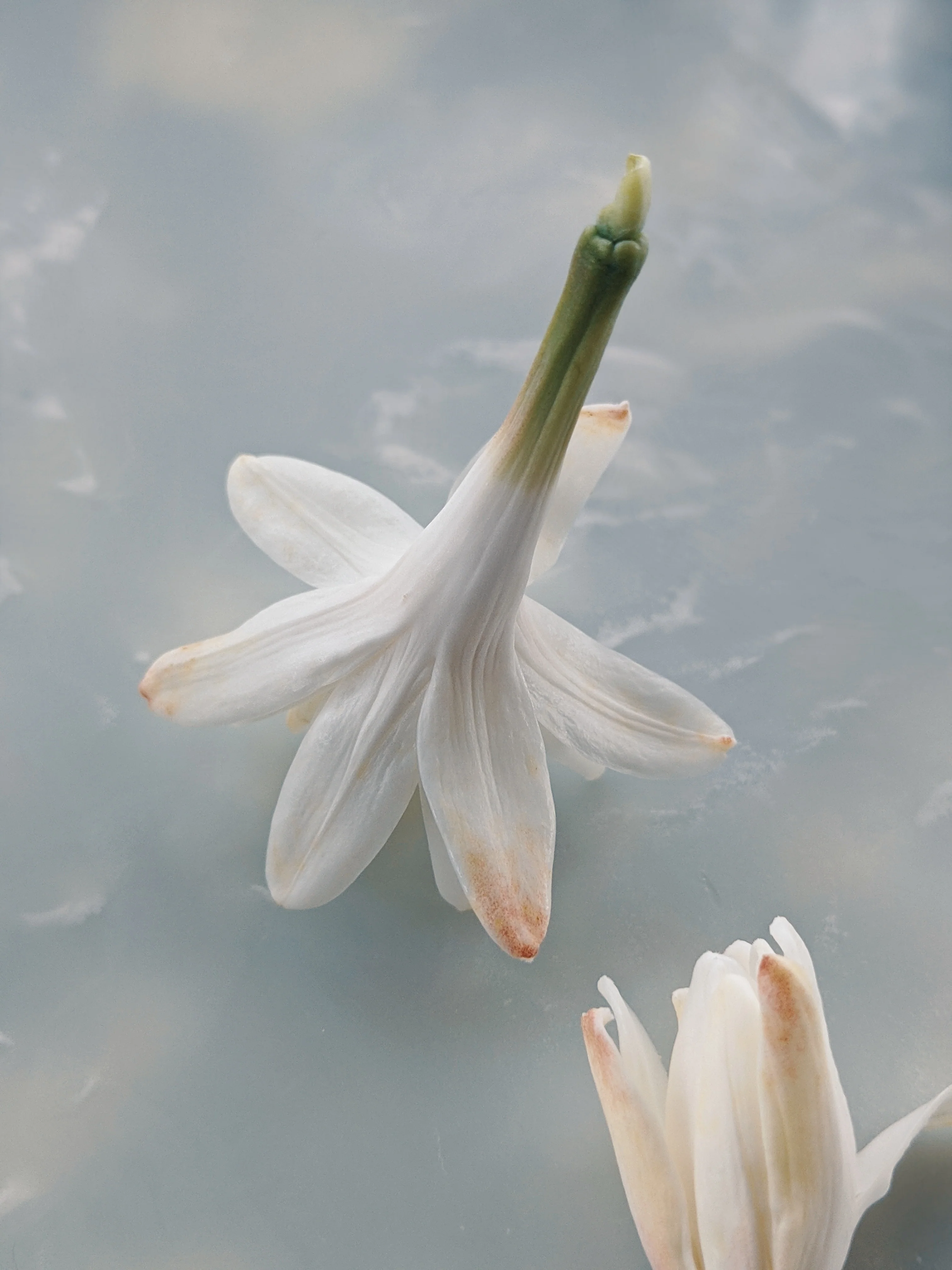 Tuberose Enfleurage. - Image 17