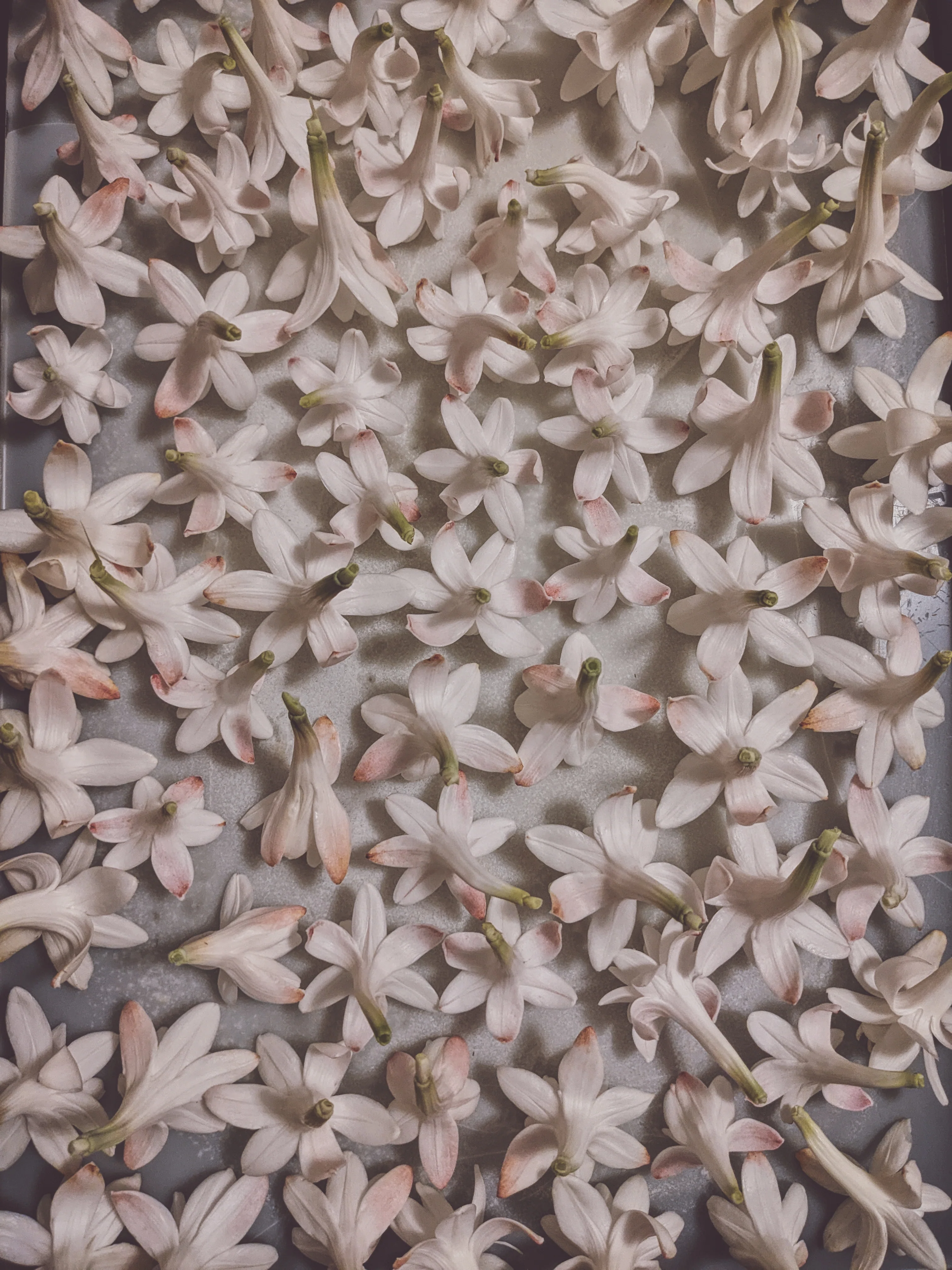 Tuberose Enfleurage. - Image 5