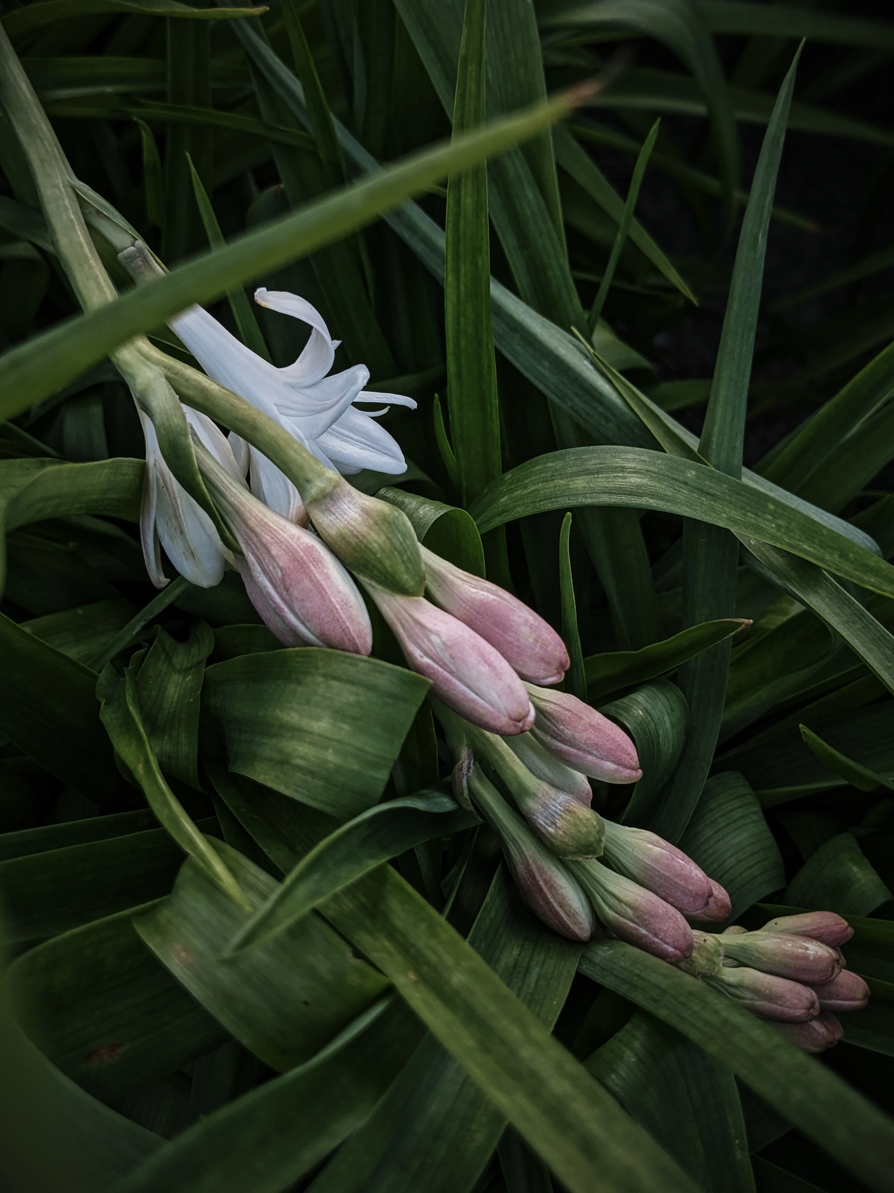 Tuberose Enfleurage. - Image 8